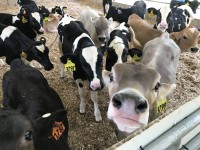 2018 Cow Comfort Conference, "The Latest Research in Cow Comfort"