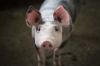 NY Pork Producers - Annual Meeting
