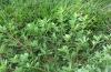 Organic Weed Management Topics