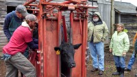 Beef Quality Assurance Training