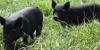 Pastured Pork Workshop