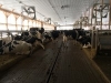 Dairy Managers Training