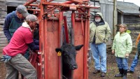 ***FREE*** BEEF QUALITY ASSURANCE TRAINING!  MARCH 15th, CANANDAIGUA NY, Pre-register by 3/11/19.