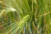 2019 Small Grains Management Field Day