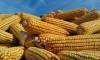 Corn Congress - Batavia Location