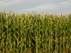 Corn Congress - Waterloo Location