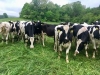 Pasture Walk: Custom Grazing Dairy Heifers