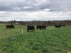 Pasture Walk - Youngman Farms - Wolcott, NY - RSVP by July 31st