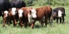 Pasture Walk - Wild Geese Farm - Franklinville, NY