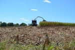Dairy Crops