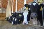 Dairy Herd Management