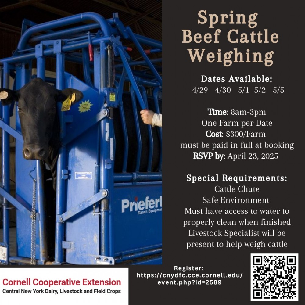 Cow in weighing machine Cow in weighing machine