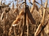2021 Virtual Soybean and Small Grains Congress