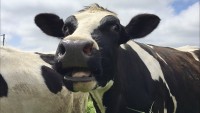NY Dairy x Beef Calves Survey Results & InFocus Program Updats -Dairy Managers Discussion Group