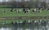 Dairy Grazing Pasture Walk Series: Troyer Farm