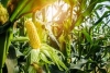 South Central NY Organic Dairy and Field Crop Day