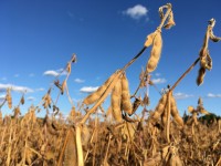Soybean & Small Grains Congress