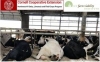 NYFVI Project Outreach: Transition Cow On-Farm Tour