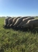 Introduction to Sheep Production Series