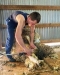Sheep Shearing Workshop