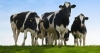 Implementing Practical Genetics for the Commercial Dairy