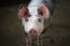 New York Pork Producers Annual Meeting 2022