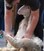 Preparing for Shearing Day Webinar