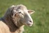 Empire Sheep Producers Association (ESPA) Annual Meeting