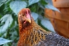 CCE Flock Talks Presents: Highly Pathogenic Avian Influenza in New York