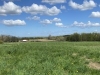 Pasture Walk at Hendrickson's Grazing Acres