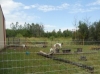 Pasture Walk - Niagara County