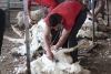 Cornell Professional Sheep Shearing School at Cornell University, Ithaca, NY