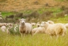 Pasture Walk: Stockpiling Forages for Winter Sheep Grazing