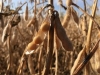 2023 Soybean & Small Grains Congress - Batavia, NY