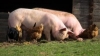 New York Pork Producers Annual Meeting 2023 A Focus on Small Scale Swine Production