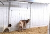 Fundamentals of Ventilation in Barns for Small Ruminants and other Livestock