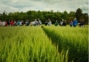 2023 Small Grains Management Field Day