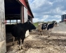 Dairy Grazing Pasture Walk at Houston Farms