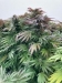 Cornell Cannabis sativa L. (high-cannabinoid hemp) Field Day