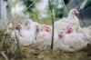 Broiler Field Day at HLW Acres