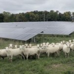 Grazing Sheep under Utility-scale Solar Arrays - Survey Results