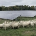 Is Grazing Sheep Beneath Solar Arrays and Opportunity for Your Future?