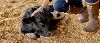 Hands-On Animal Care Dairy Training program