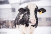 Hands-on Animal Care Dairy Training Program - Cayuyga County