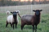 Parasite Management of Sheep & Goats