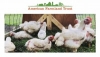 Sustainable Poultry Production