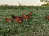 2024 Broiler Field Day at Majestic Farm