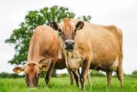 Late Summer Pasture Walk