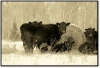 The first ever Bale Grazing Winter Pasture Walk