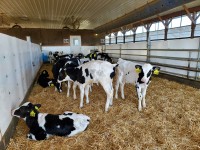 Calf Transition Program 